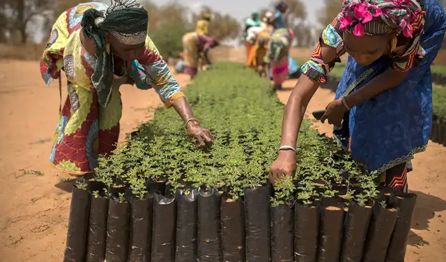 El proyecto abarca una franja de tierra de unos 8.000 km de longitud, desde Yibuti, en el este de África, hasta Dakar, en el oeste. Foto: Great Green Wall Initiative El proyecto abarca una franja de tierra de unos 8.000 km de longitud, desde Yibuti, en el este de África, hasta Dakar, en el oeste. Foto: Great Green Wall Initiative