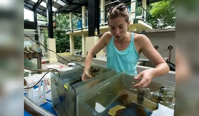 Los investigadores mantuvieron tejidos en agua de mar natural, observando actividad biológica y absorción de nutrientes, un hallazgo sin precedentes para tejidos animales complejos. Los investigadores mantuvieron tejidos en agua de mar natural, observando actividad biológica y absorción de nutrientes, un hallazgo sin precedentes para tejidos animales complejos.