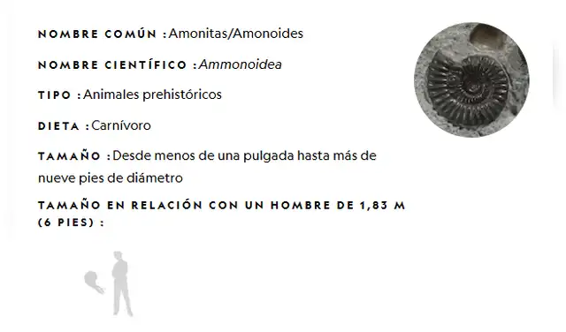 Información completa de los Amonoides, animales que desaparecieron con los dinosaurios. Foto: National Geographic Información completa de los Amonoides, animales que desaparecieron con los dinosaurios. Foto: National Geographic