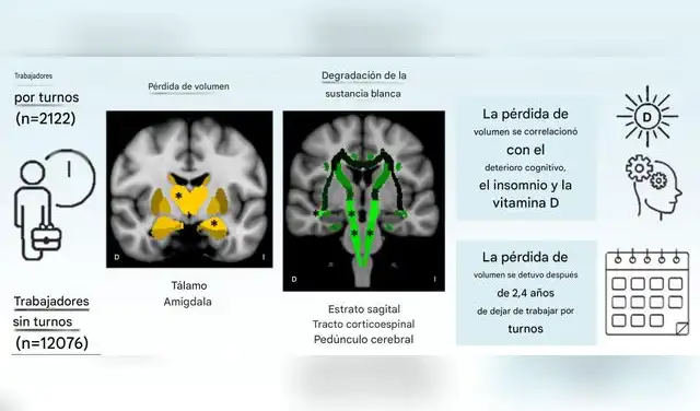 La investigación encontró diferencias estructurales en el tálamo y la amígdala entre quienes trabajan en horarios convencionales y nocturnos.
