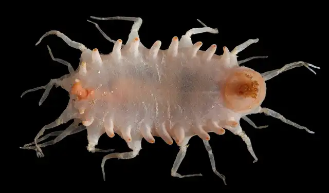 Pepino de mar de O'Loughlin. Foto: CSIRO Australia Pepino de mar de O'Loughlin. Foto: CSIRO Australia