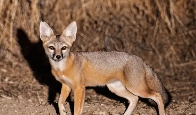 La pérdida de hábitat debido a la agricultura, la exploración petrolera y el crecimiento urbano pone en peligro al zorro kit. Foto: U.S. Fish & Wildlife Service La pérdida de hábitat debido a la agricultura, la exploración petrolera y el crecimiento urbano pone en peligro al zorro kit. Foto: U.S. Fish & Wildlife Service