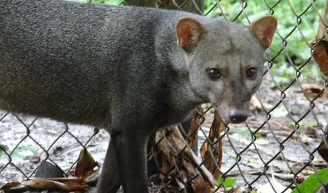 El perro de orejas cortas es un cánido propio de Sudamérica. Es la única especie del género Atelocynus. Foto: Bioweb