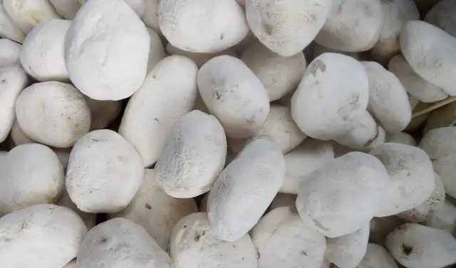 Incluso después de la caída del Imperio Inca, el chuño siguió siendo un alimento básico. Foto: Vironu Incluso después de la caída del Imperio Inca, el chuño siguió siendo un alimento básico. Foto: Vironu