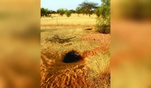 Ejemplar adulto dela tortuga Centrochelys sulcata dentro de su madriguera en Mali. Foto: Fabio Petrozzi Ejemplar adulto dela tortuga Centrochelys sulcata dentro de su madriguera en Mali. Foto: Fabio Petrozzi