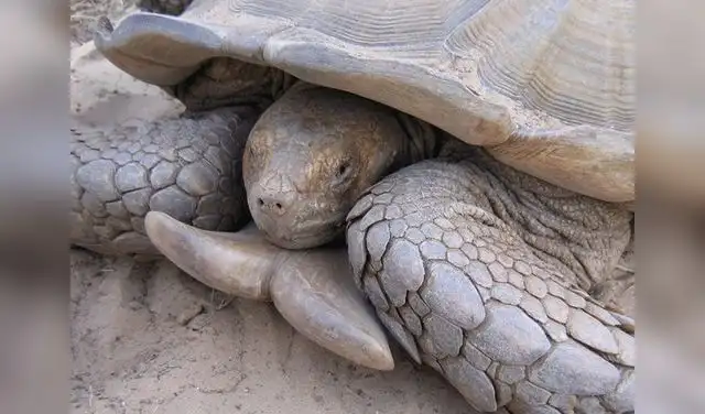 Ejemplar adulto macho de tortuga Centrochelys sulcata con escudos gulares divergentes. Foto: Tomas Diagne Ejemplar adulto macho de tortuga Centrochelys sulcata con escudos gulares divergentes. Foto: Tomas Diagne