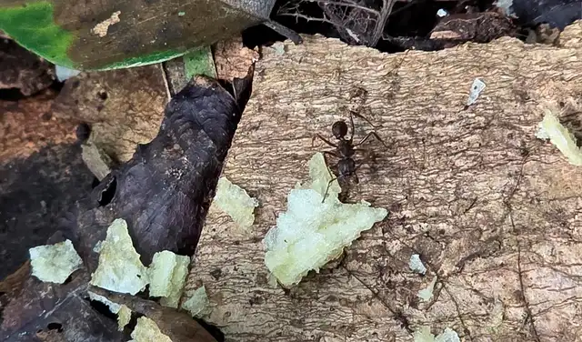 Una hormiga investiga una miga de patata frita. Foto: Carlos Gómez