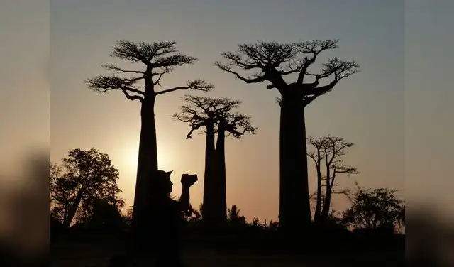 El baobab. Foto: AFP. El baobab. Foto: AFP.