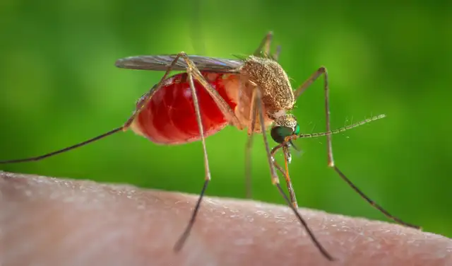 Hembra de mosquito Culex quinquefasciatus que se posó sobre la piel de un huésped humano. Foto: Wikimedia Hembra de mosquito Culex quinquefasciatus que se posó sobre la piel de un huésped humano. Foto: Wikimedia