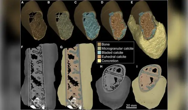 Modelos tridimensionales de la falange parcial del ala de un pterosaurio anhangúrido (MPSC R 1395) y su concreción y mineralización interna asociadas. Foto: iScience Modelos tridimensionales de la falange parcial del ala de un pterosaurio anhangúrido (MPSC R 1395) y su concreción y mineralización interna asociadas. Foto: iScience