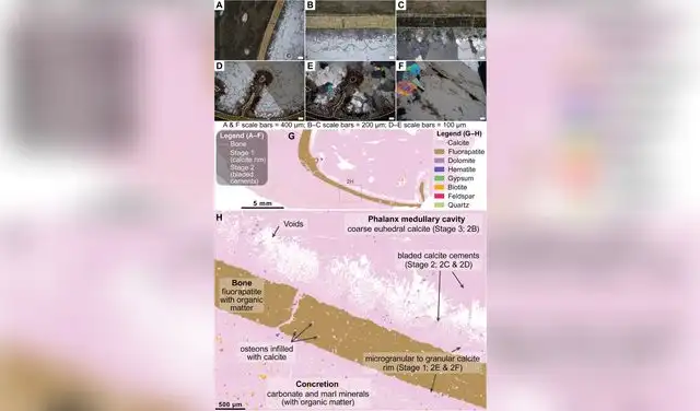 Descripción petrográfica progresiva de las etapas de relleno diagenético en el hueso fosfático de pterosaurio, pasando por 3 etapas. Foto: iScience Descripción petrográfica progresiva de las etapas de relleno diagenético en el hueso fosfático de pterosaurio, pasando por 3 etapas. Foto: iScience