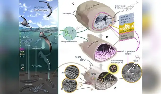 Reconstrucciones de la vida y muerte de un pterosaurio y del ambiente deposicional de la cuenca de rift del Cretácico Inferior de la Formación Romualdo. Foto: iScience Reconstrucciones de la vida y muerte de un pterosaurio y del ambiente deposicional de la cuenca de rift del Cretácico Inferior de la Formación Romualdo. Foto: iScience