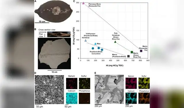 Datos de evaluación de rocas y mineralogía de una concreción de esquisto de Posidonia con vértebras y costillas de ictiosaurio conservadas y un fósil de pez del Eoceno con vértebras intactas y matriz asociada. Foto: iScience Datos de evaluación de rocas y mineralogía de una concreción de esquisto de Posidonia con vértebras y costillas de ictiosaurio conservadas y un fósil de pez del Eoceno con vértebras intactas y matriz asociada. Foto: iScience