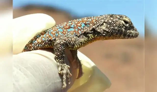 La nueva especie de lagartija recibe el nombre de Wasara, palabra de origen aymara que significa “tierra seca” o “desierto”. Foto: Universidad Nacional Jorge Basadre Grohmann