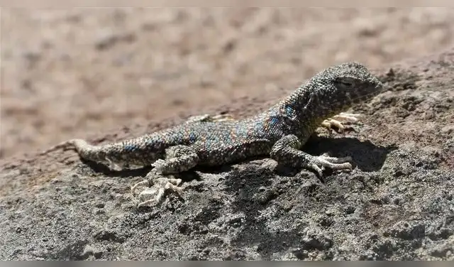 El reptil fue localizado en los tilanciales de Locumba y Sama, en Tacna. Foto: Universidad Nacional Jorge Basadre Grohmann