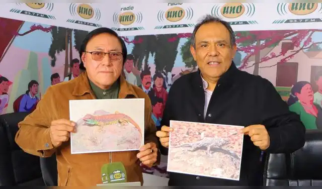 Liolaemus Wasara se encuentra en proceso de descripción y publicación en revistas científicas especializadas para su reconocimiento formal. Foto: Radio UNO