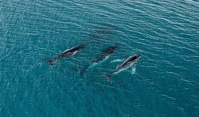 Tres ballenas jorobadas migrando a lo largo de la costa este de Australia. Foto: Pacific Whale Foundation