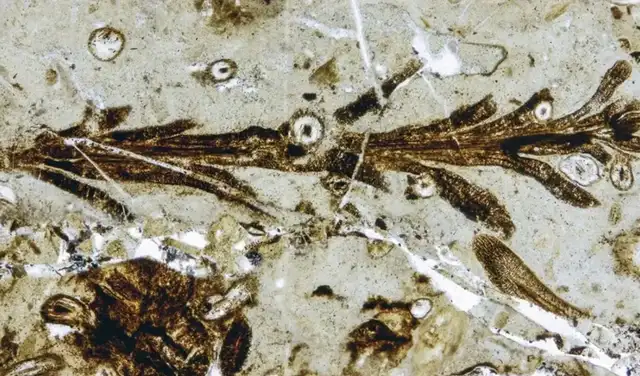 La especie fue bautizada como Austrohamia vitrea y pertenece al grupo de las coníferas. Foto: Museo Egidio Feruglio