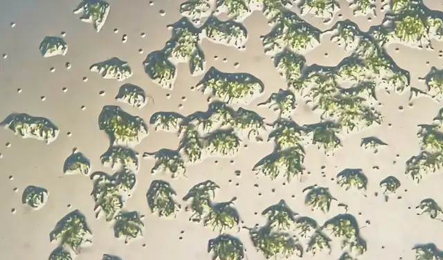 Aproximadamente el 80% de las esporas de musgo continuaron germinando después de regresar a la Tierra. Foto: Dr. Chang-hyun Maeng