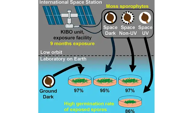 Esquema de la supervivencia del musgo en el espacio y la germinación de sus esporas. Foto: iScience