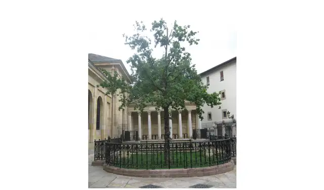 El árbol de Guernica. 2012. Fuente: Wikipedia.