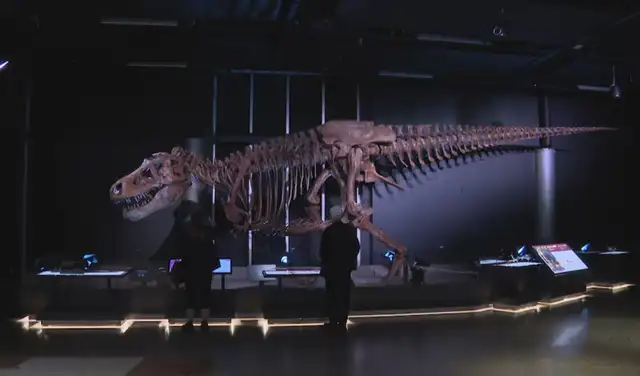 Los visitantes del Centro de Ciencias Telus Spark pueden ver una réplica del fósil de este T. rex. Foto: CBC Los visitantes del Centro de Ciencias Telus Spark pueden ver una réplica del fósil de este T. rex. Foto: CBC