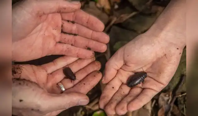 e creía extinta la cucaracha Panesthia lata de la isla Lord Howe, pero se recuperó tras la erradicación de roedores. Foto: Justin Gilligan