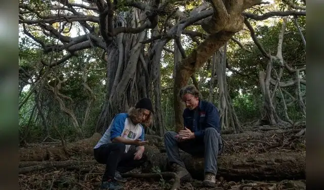 Los investigadores bajo un baniano en la isla Lord Howe. Foto: Justin Gilligan