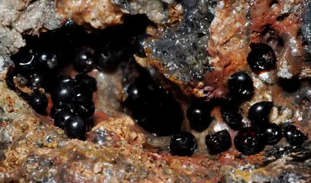 Huevos negros hallados en el abismo del Pacífico revelan un nuevo récord mundial de gusanos. Foto: Dr. Keiichi Kakui Huevos negros hallados en el abismo del Pacífico revelan un nuevo récord mundial de gusanos. Foto: Dr. Keiichi Kakui