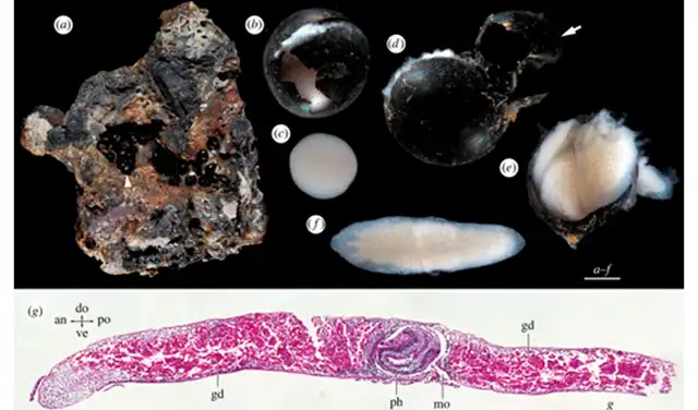 Capullos de gusanos planos de aguas profundas, recolectados a unos 6200 metros de profundidad. (a) Cápsulas de huevos sobre un fragmento de roca. Foto: Biology Letters Capullos de gusanos planos de aguas profundas, recolectados a unos 6200 metros de profundidad. (a) Cápsulas de huevos sobre un fragmento de roca. Foto: Biology Letters
