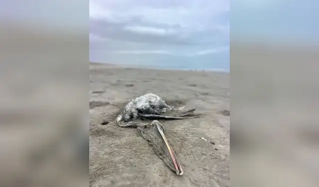 Aves muertas en Piura