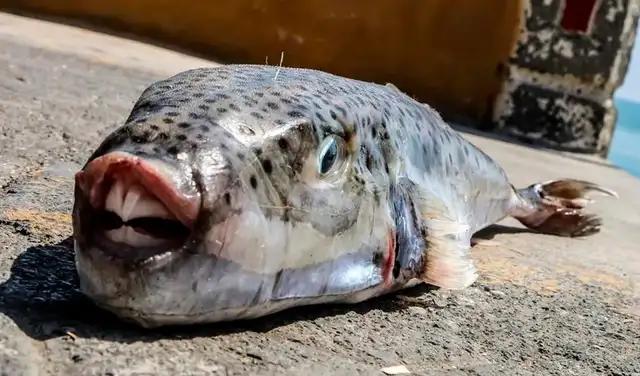 El pez sapo tiene dientes capaces de romper redes de pesca y causar mordidas peligrosas. Foto: AFP