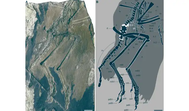 El espécimen holotipo de Zhengheornis buyu. Foto: Science Advances El espécimen holotipo de Zhengheornis buyu. Foto: Science Advances