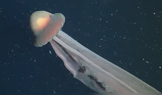 Las medusas fantasma gigantes se descubrieron por primera vez en 1899, pero solo se han visto unas 100 veces en los años transcurridos desde entonces Crédito de la imagen: Schmidt Ocean Institute Las medusas fantasma gigantes se descubrieron por primera vez en 1899, pero solo se han visto unas 100 veces en los años transcurridos desde entonces Crédito de la imagen: Schmidt Ocean Institute