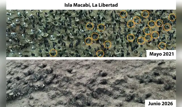Reducción de la población de pingüinos en la Isla Macabí, en La Libertad Reducción de la población de pingüinos en la Isla Macabí, en La Libertad