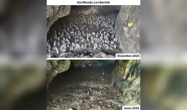 Reducción de las aves ante el Fenómeno de El Niño Reducción de las aves ante el Fenómeno de El Niño
