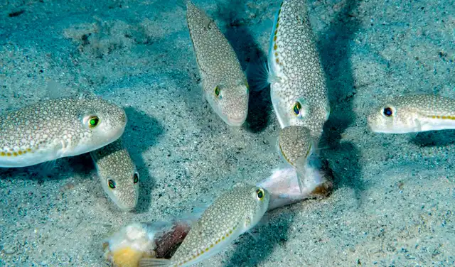 La especie invasora se propaga con rapidez por el Mediterráneo, ya que no tiene depredadores naturales. Foto: Anadolu