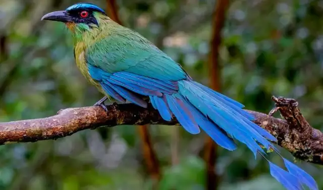The Week resaltó que el Parque Nacional del Manu ofrece escenarios distintos para el avistamiento de aves. The Week resaltó que el Parque Nacional del Manu ofrece escenarios distintos para el avistamiento de aves.