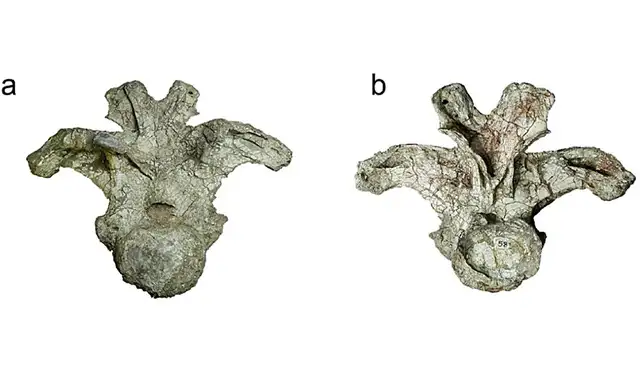 Vértebra dorsal anterior del holotipo de Uragasaurus kalasinensi. Foto: Scientific Reports Vértebra dorsal anterior del holotipo de Uragasaurus kalasinensi. Foto: Scientific Reports