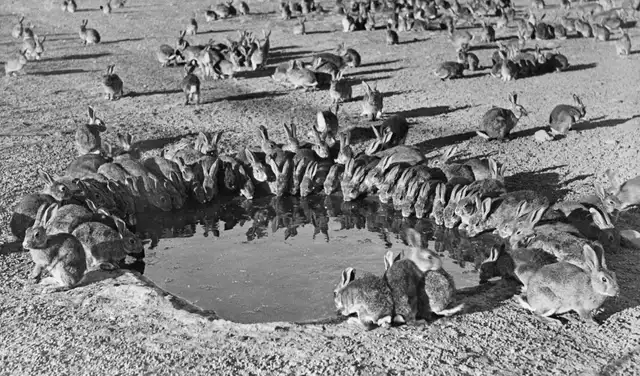 Conejos alrededor de un abrevadero en la isla Wardang en 1938. Foto: Wikimedia Conejos alrededor de un abrevadero en la isla Wardang en 1938. Foto: Wikimedia