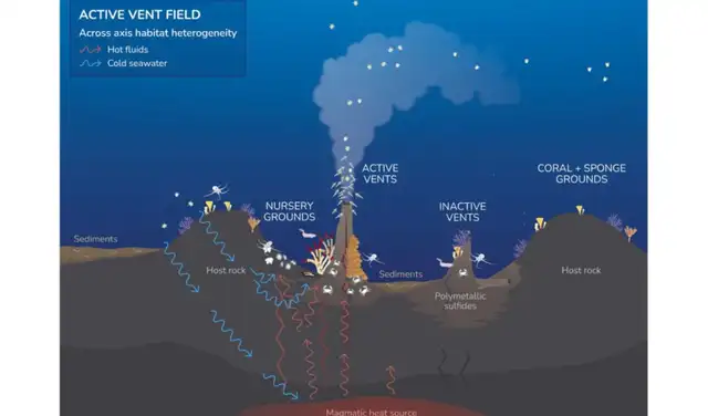 Las fuentes hidrotermales activas crean un entorno único que sustenta formas de vida diversas. Foto: Marine Policy