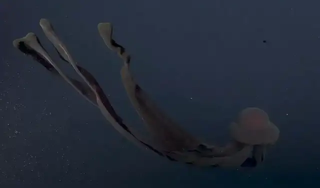 Los brazos de la medusa fantasmas son su principal herramienta de caza. Foto: Schmidt Ocean Institute
