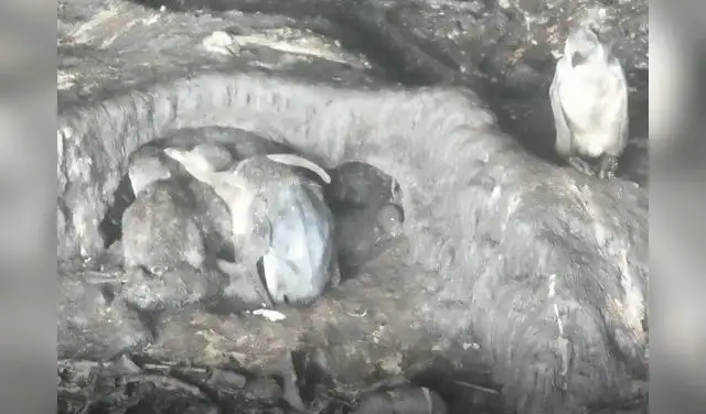 Crías de los pingüinos recién nacidas y abandonadas por los adultos ante la falta de comida.