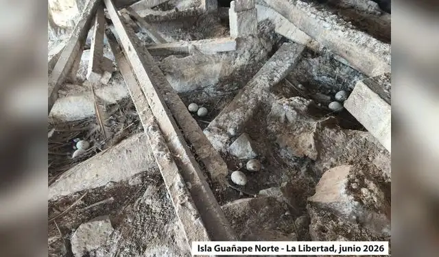 Huevos abandonados y sin protección en las colonias