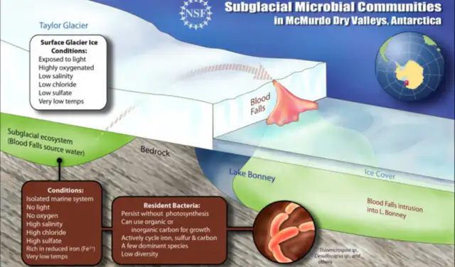 Esquema de las Cataratas de Sangre y sus comunidades microbianas subglaciales. Foto: Wikimedia Esquema de las Cataratas de Sangre y sus comunidades microbianas subglaciales. Foto: Wikimedia