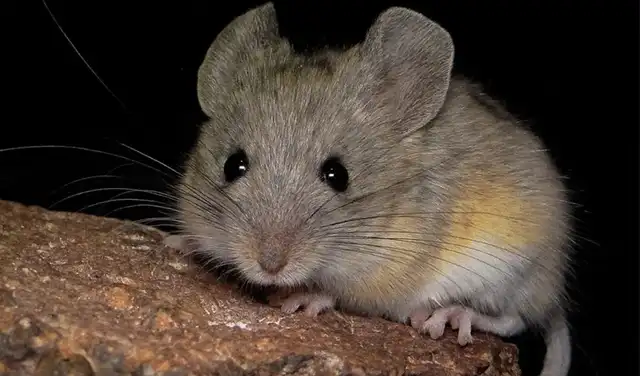 El ratón orejudo andino es el mamífero que habita a mayor altitud conocido en el planeta. Foto: Marcial Quiroga-Carmona