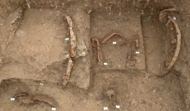 Fragmentos del carro de dos ruedas durante la excavación. Foto: