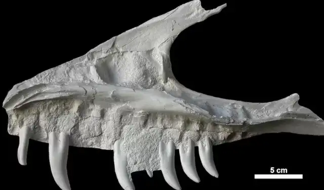 Un molde de la impresión parcial de un cráneo de dinosaurio hallado en un bloque de arenisca en 2017. Foto: Canadian Press Un molde de la impresión parcial de un cráneo de dinosaurio hallado en un bloque de arenisca en 2017. Foto: Canadian Press