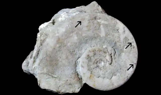 Steinkern de Maclurites neritoides que contiene fauna críptica compuesta por cornulítidos, briozoos y graptolitos (flechas). Foto: Scientific Reports Steinkern de Maclurites neritoides que contiene fauna críptica compuesta por cornulítidos, briozoos y graptolitos (flechas). Foto: Scientific Reports