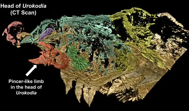 Anatomía blanda en la cabeza de Urokodia expuesta mediante análisis de rayos X. Foto: Universidad de Leicester Anatomía blanda en la cabeza de Urokodia expuesta mediante análisis de rayos X. Foto: Universidad de Leicester